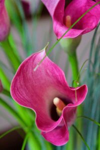 The Calla Lillies are in bloom ....