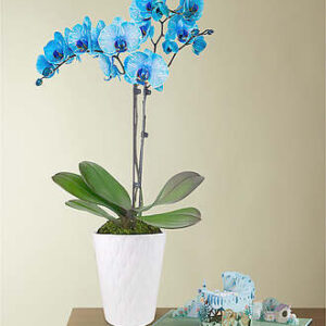 Blue Orchid and Welcome Baby Lovepop Pop - Up Card - FedEx